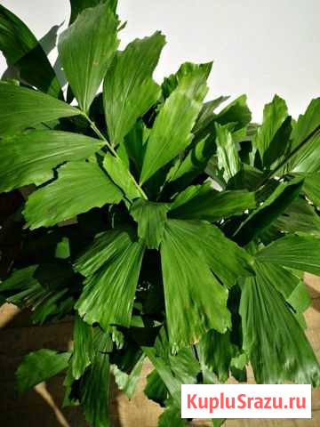 Кариота Химки - изображение 1