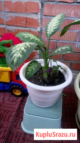 Диффенбахия в горшке Королев - изображение 1