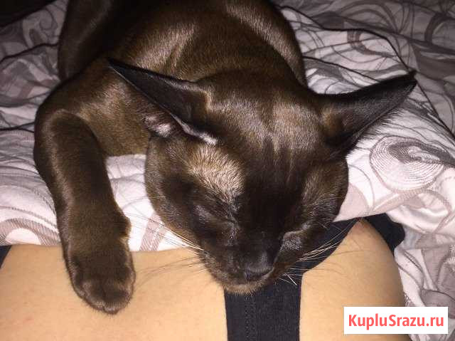 Бурманский кот Вязка Люберцы - изображение 1