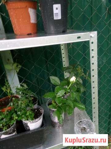 Миниатюрные розы Воскресенское - изображение 1