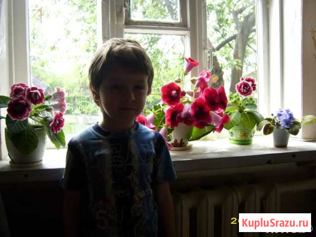 Глоксинии Ногинск - изображение 1