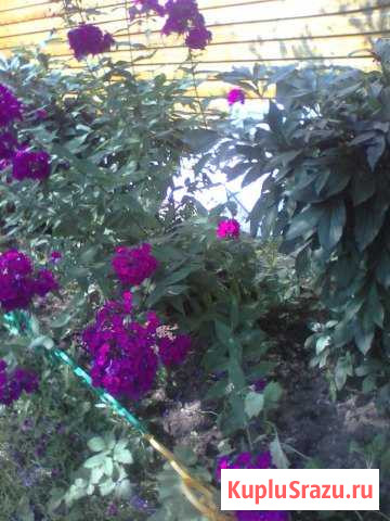 Кустарники и цветы самовывоз Обухово - изображение 1