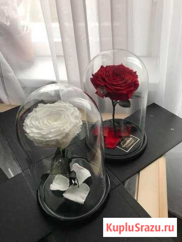 Розы в колбе (много цветов и размеров в наличии) Орехово-Зуево - изображение 1