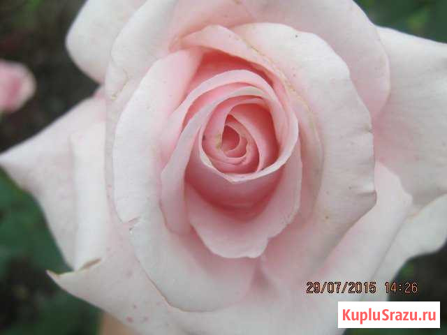 Цветы, кусты, плодовые деревья Ногинск - изображение 1