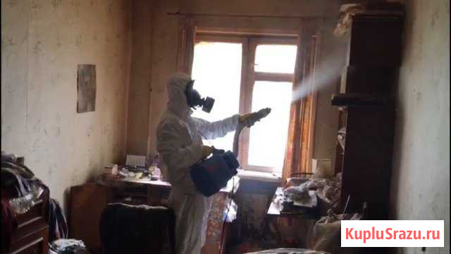 Уничтожения Клопов,Тараканов Клещей Плесени Ногинск - изображение 1