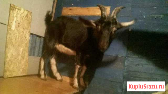 Козел(вязка,спаривание,случка) альпиисконубийской Ильиногорск - изображение 1