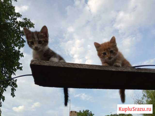 Котята Ейск - изображение 1