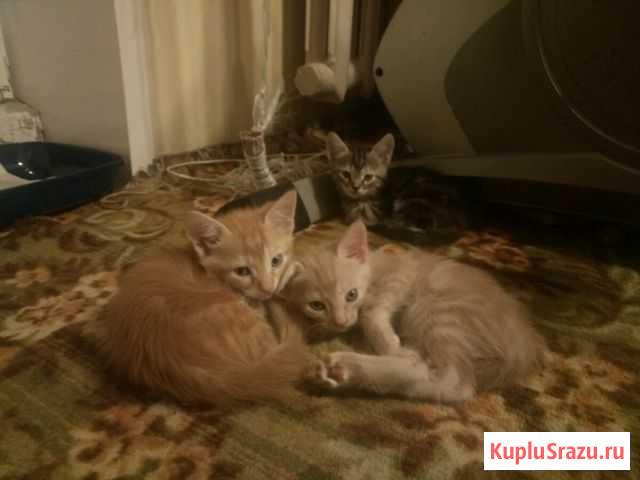Котята в добрые руки Ейск - изображение 1