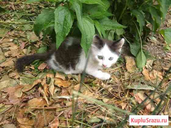 Котёнок в добрые руки Приморско-Ахтарск