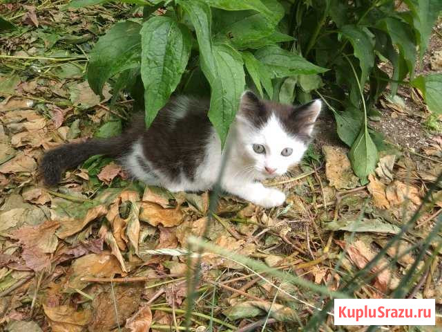 Котёнок в добрые руки Приморско-Ахтарск - изображение 1