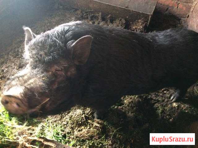 Вьетнамский вислобрюхий хряк Каневская - изображение 1