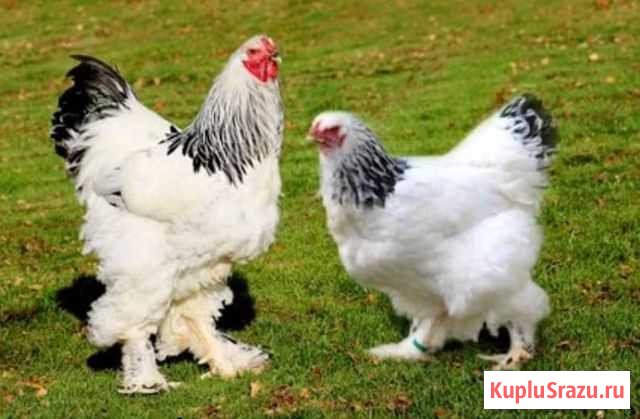 Куры Агой - изображение 1