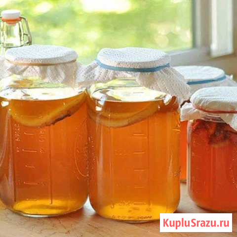 Чайный гриб,домашний квас Каменск-Шахтинский - изображение 1