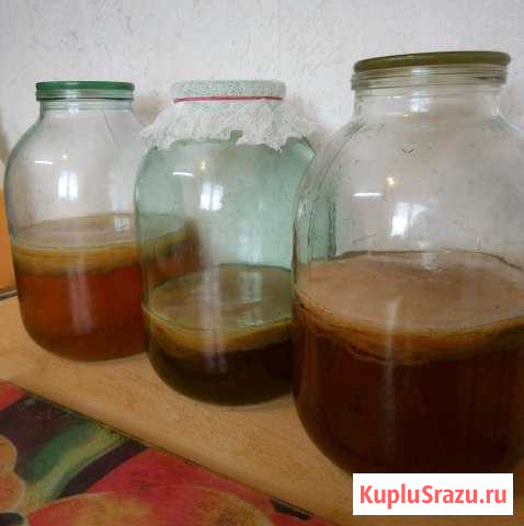 Чайный гриб Выборг - изображение 1