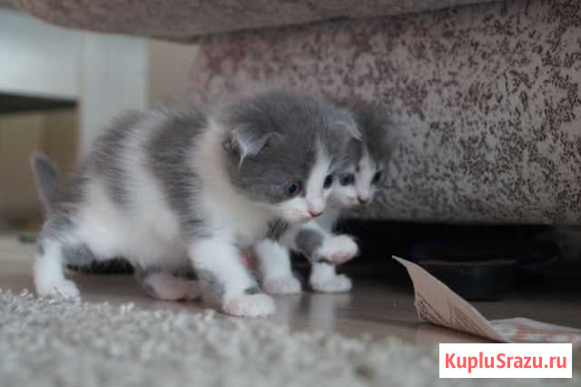 Шотландские котята Балахна - изображение 1