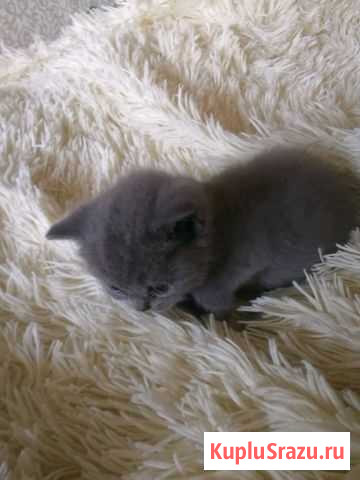 Серых пушистиков, очаровашек Братск - изображение 1