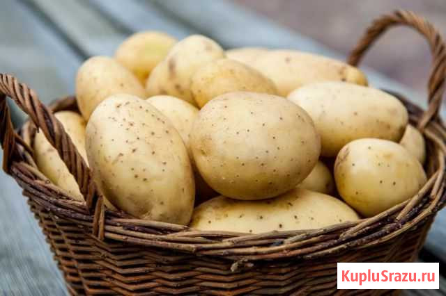 Картофель Елабуга - изображение 1