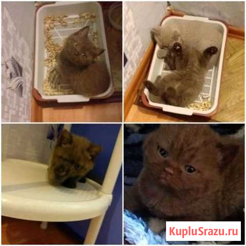 Котёнок-мальчик Рефтинский - изображение 1