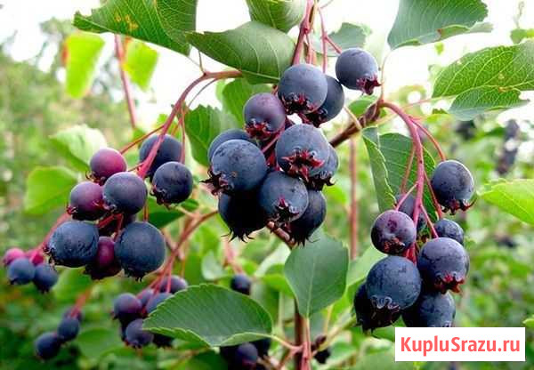 Ирга Афонино - изображение 1