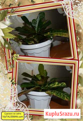 Комнатные растения Прокопьевск - изображение 1