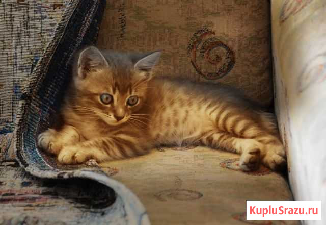 Котенок, 1.5 мес., мальчик Алушта - изображение 1