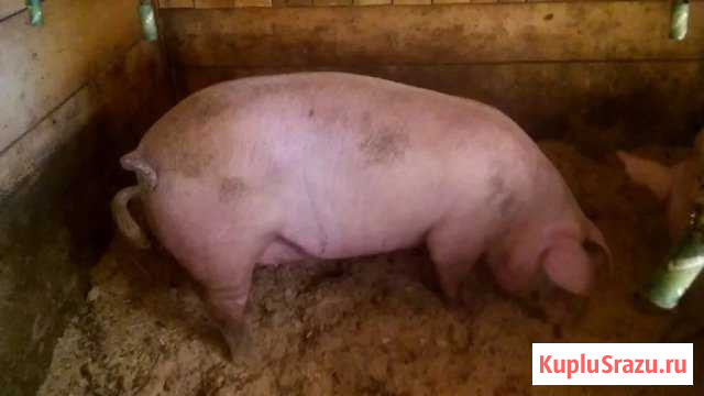 Хряк породы ландрас Большегривское - изображение 1