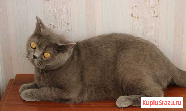Британская кошечка Самара - изображение 1