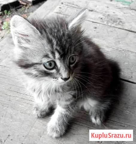 Котята Копейск - изображение 1