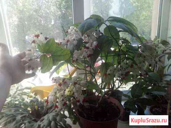Клеродендрум отростки Челябинск