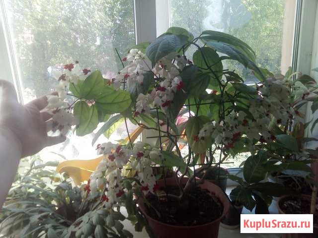 Клеродендрум отростки Челябинск - изображение 1