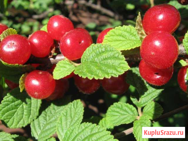 Войлочная вишня Челябинск - изображение 1