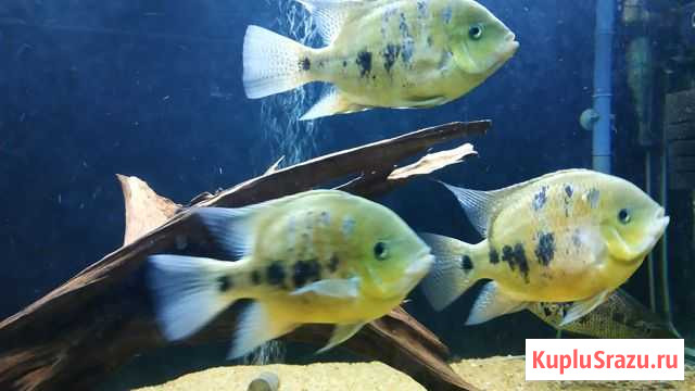 Цихлазома Бокура(Cichlasoma bocourti) Балахна - изображение 1