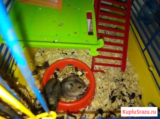 Хомячки- джунгарские Арзамас - изображение 1