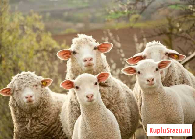Продам двух овечек Нижний Новгород - изображение 1