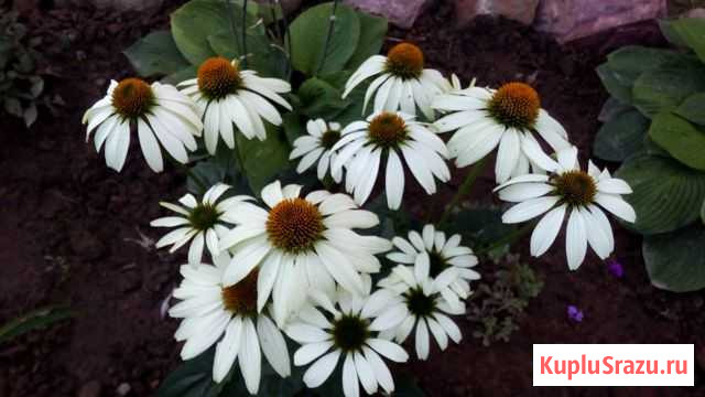 Цветочки Городец - изображение 1