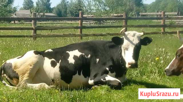 Корова голштинка Кириши - изображение 1