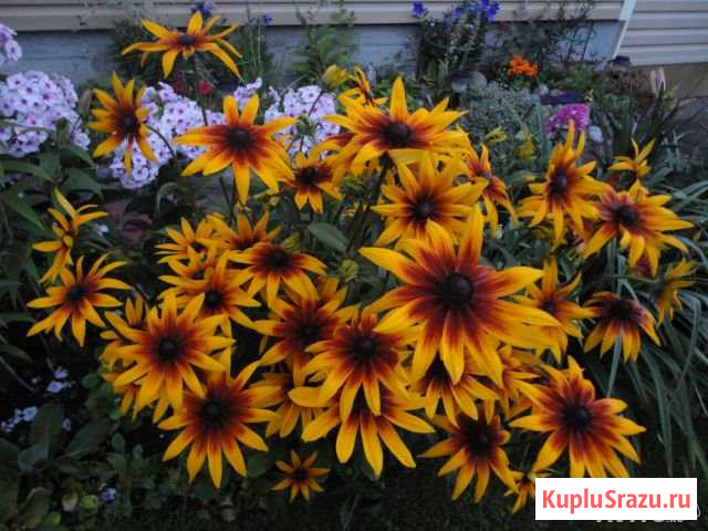 Садовые цветы и декоративные кустарники Лесколово - изображение 1