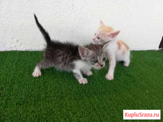 Котята 1 месяц Яблоновский - изображение 1
