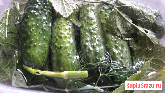 Огурцы Сертолово - изображение 1