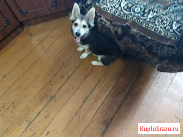 Порода неизвестна Коноша - изображение 1