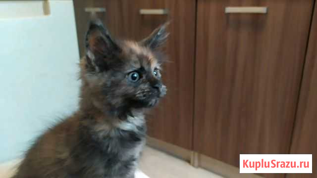 Котята Мейн-кун Архангельск - изображение 1