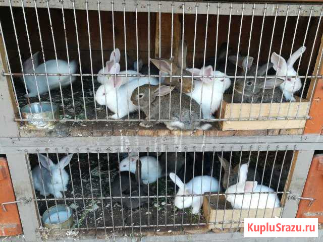 Продаются крольчата Стерлитамак - изображение 1