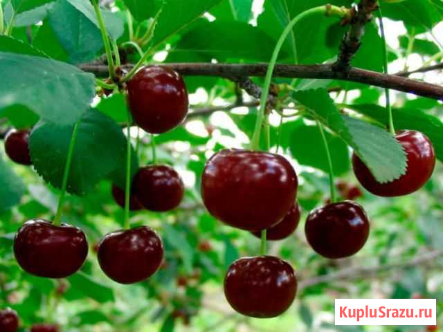 Вишня Маркс - изображение 1