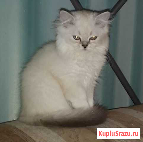 Шотландские котята Новодвинск - изображение 1