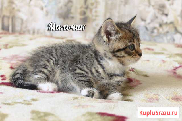 Отдам шотландского котёнка Губкин - изображение 1