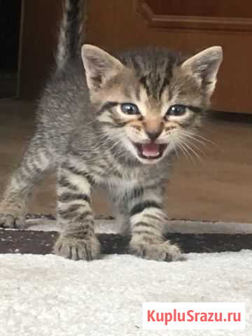 Котята Добрунь - изображение 1