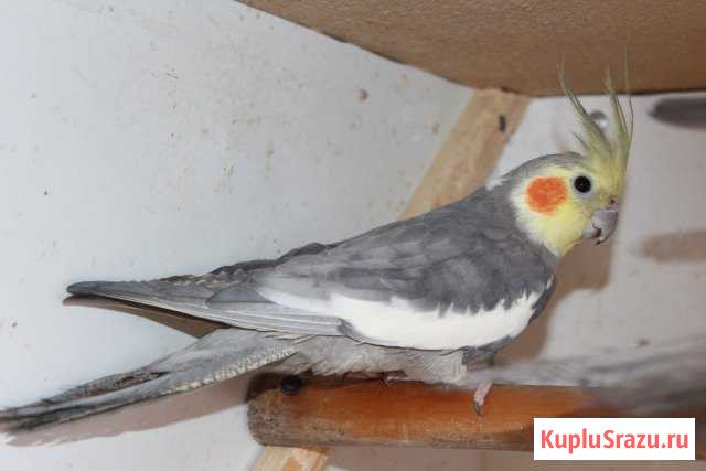Продам попугаев Клинцы - изображение 1