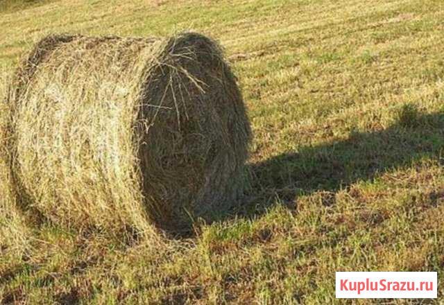Продам сено Губкин - изображение 1