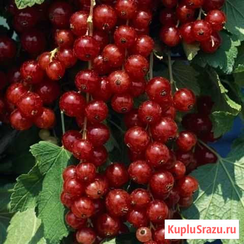 Смородина красная Почеп - изображение 1