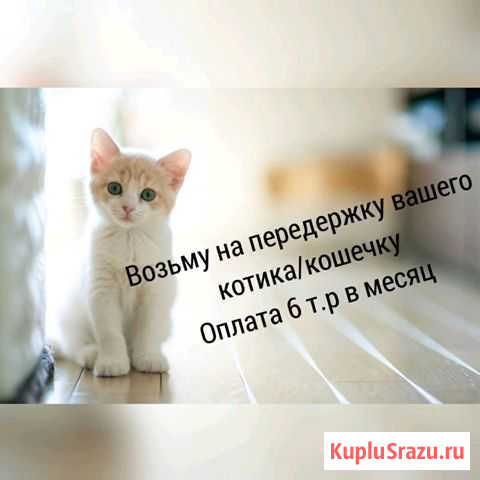 Передержка кошаков Когалым - изображение 1